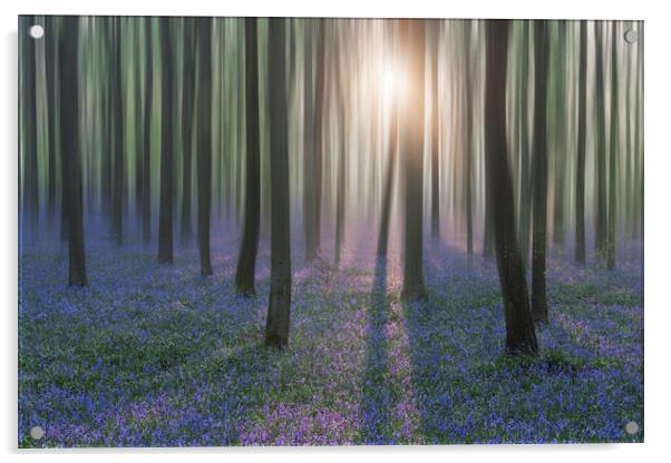 Bluebell Woods Acrylic by Graham Custance