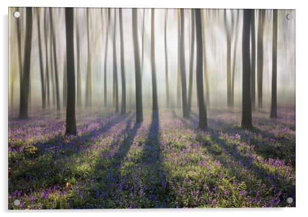 Bluebell Woods Acrylic by Graham Custance