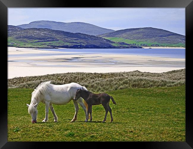 Mare and Foal at Luskentyre Framed Print by Jacqi Elmslie