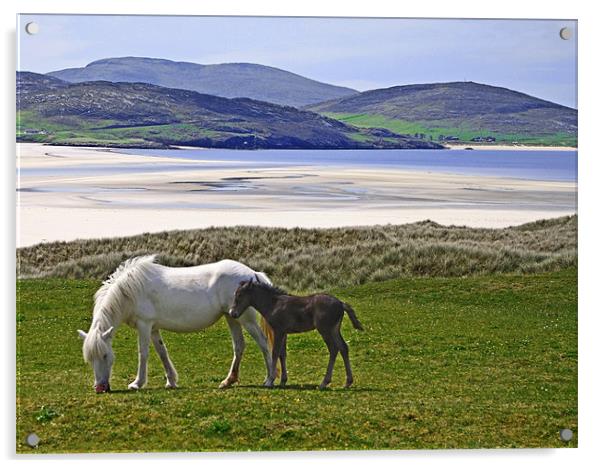 Mare and Foal at Luskentyre Acrylic by Jacqi Elmslie