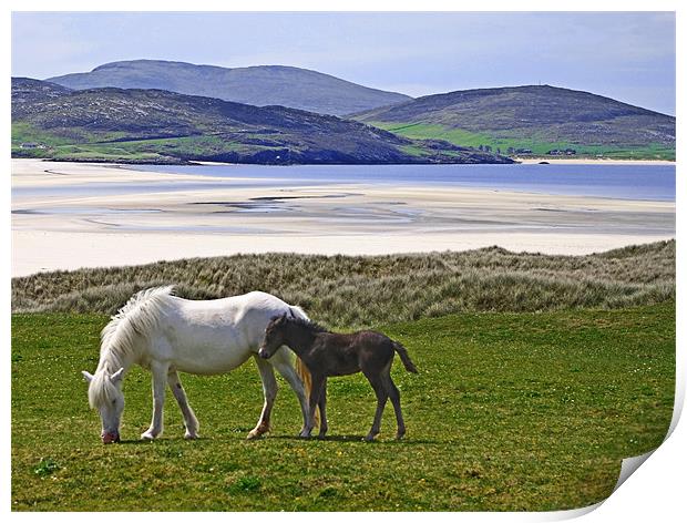 Mare and Foal at Luskentyre Print by Jacqi Elmslie