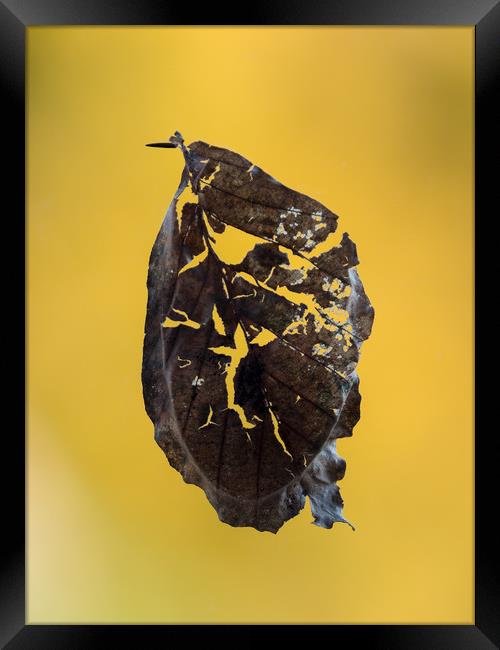 Autumn Leaf Framed Print by Mark Llewellyn