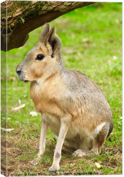 Patagonian Mara, Cotswolds, England Canvas Print by Penny Martin