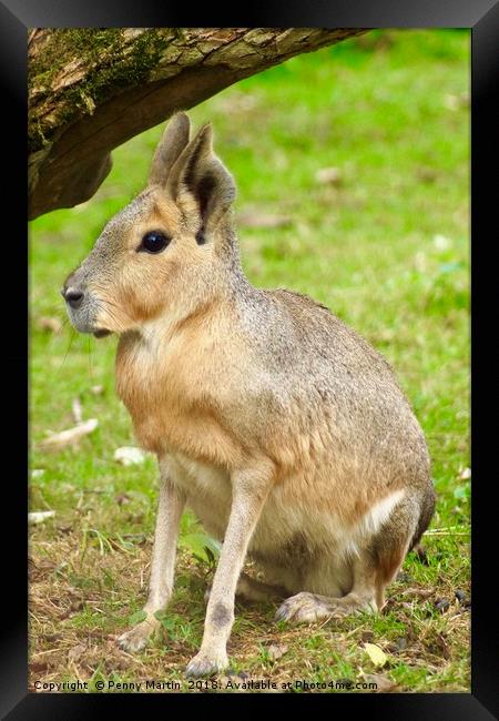 Patagonian Mara, Cotswolds, England Framed Print by Penny Martin