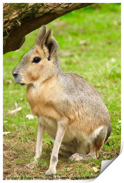 Patagonian Mara, Cotswolds, England Print by Penny Martin