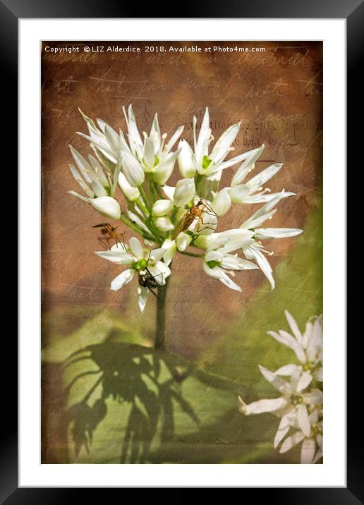 Wild Garlic Framed Mounted Print by LIZ Alderdice