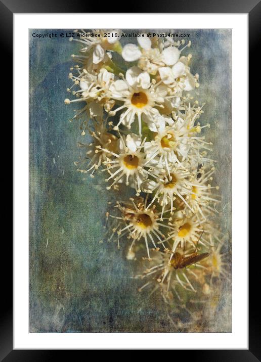 Cherry Laurel Flowers Framed Mounted Print by LIZ Alderdice