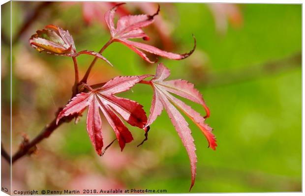 Vibrant Red Maple Leaf Canvas Print by Penny Martin