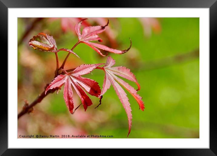 Vibrant Red Maple Leaf Framed Mounted Print by Penny Martin