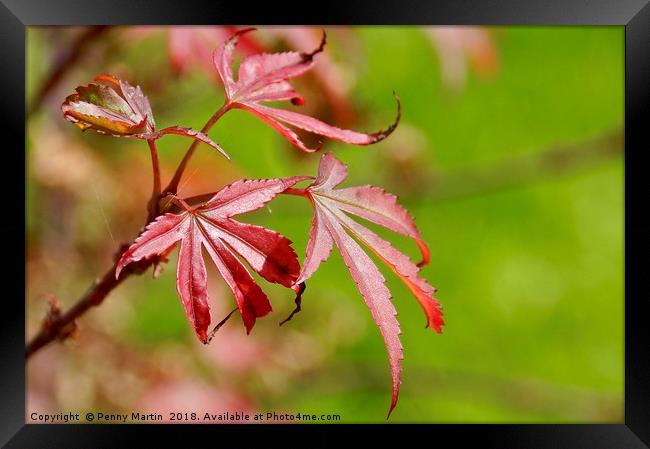 Vibrant Red Maple Leaf Framed Print by Penny Martin