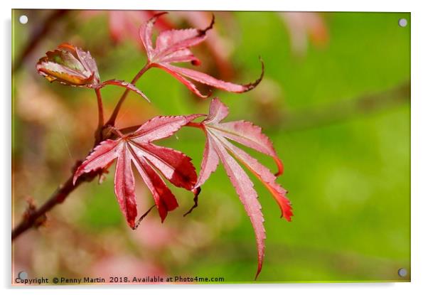 Vibrant Red Maple Leaf Acrylic by Penny Martin
