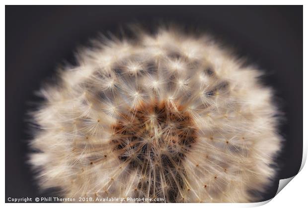 Close up of a Dandelion head. Print by Phill Thornton