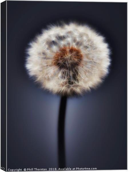 Close up of a Dandelion head, No. 2. Canvas Print by Phill Thornton