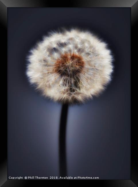 Close up of a Dandelion head, No. 2. Framed Print by Phill Thornton
