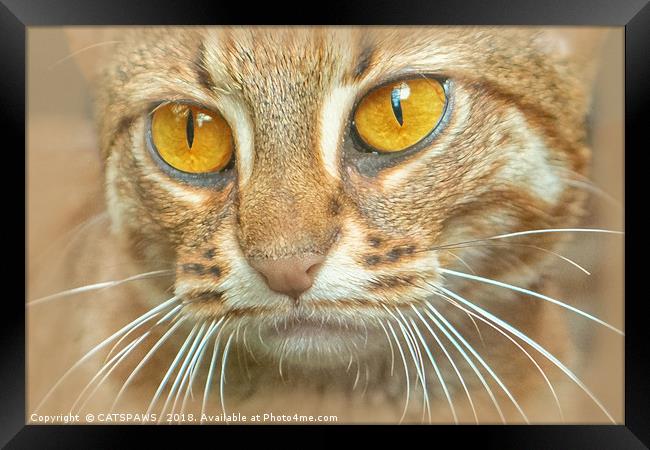 AMBER EYED BEAUTY Framed Print by CATSPAWS 