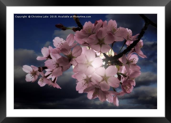 Blossom In Moonlight Framed Mounted Print by Christine Lake