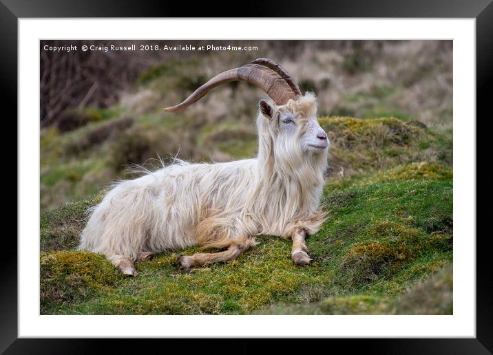 Wild Kashmiri Goat Framed Mounted Print by Craig Russell