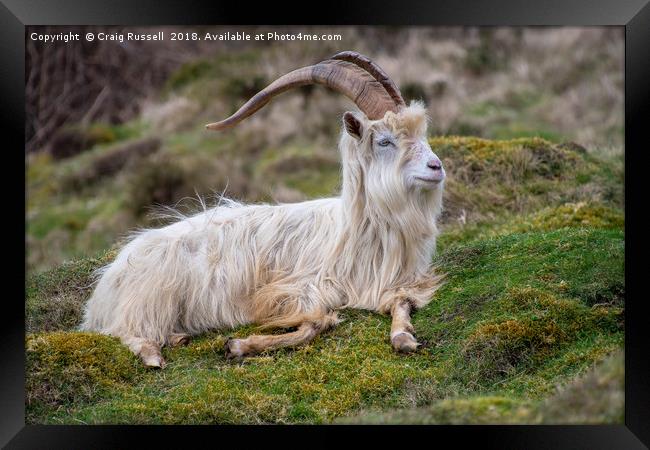 Wild Kashmiri Goat Framed Print by Craig Russell