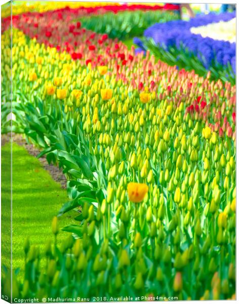 Rainbow of tulips at Keukenhof garden Canvas Print by Madhurima Ranu
