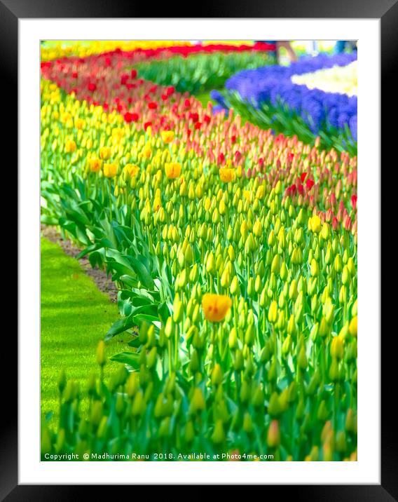 Rainbow of tulips at Keukenhof garden Framed Mounted Print by Madhurima Ranu