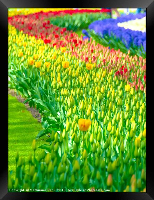 Rainbow of tulips at Keukenhof garden Framed Print by Madhurima Ranu