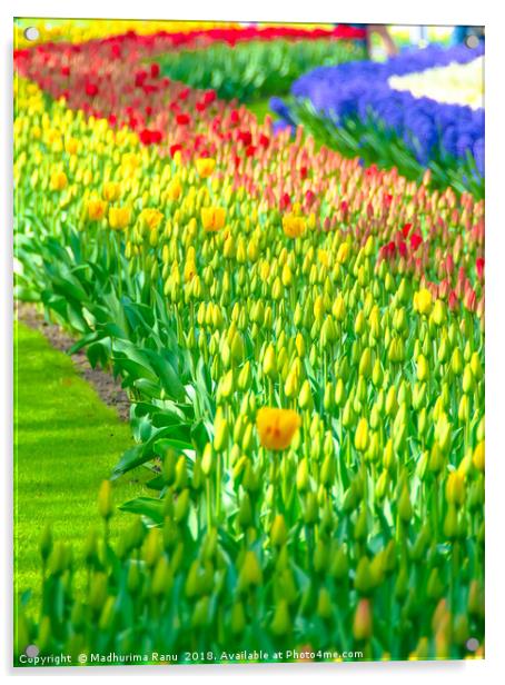 Rainbow of tulips at Keukenhof garden Acrylic by Madhurima Ranu