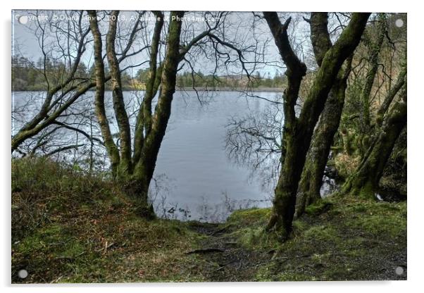 Venford Reservoir Acrylic by Diana Mower