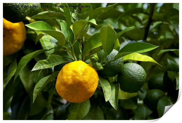 Yellow and green Italian lemons Print by Jim Jones
