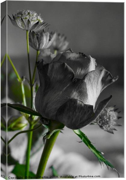 Black and White Rose Canvas Print by Penny Martin