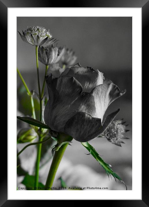 Black and White Rose Framed Mounted Print by Penny Martin