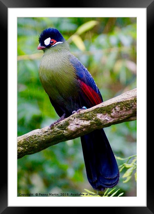 Exotic Multi coloured Bird, Loire Valley, France Framed Mounted Print by Penny Martin