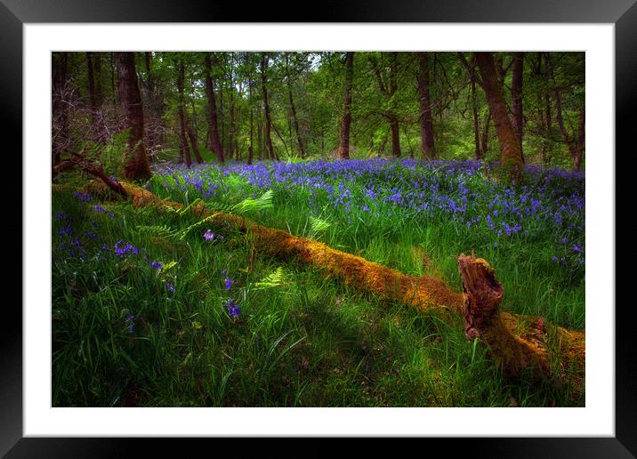 Bluebells and a fallen tree Framed Mounted Print by Leighton Collins