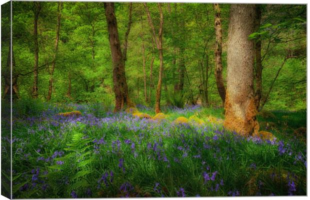 Mystical woodland Canvas Print by Leighton Collins
