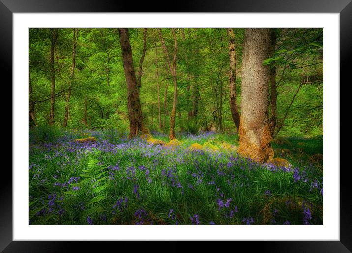 Mystical woodland Framed Mounted Print by Leighton Collins