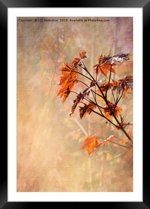 Maple Leaves Framed Mounted Print by LIZ Alderdice
