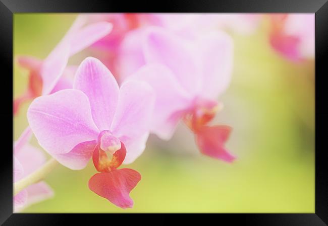 Pink Moth Orchid Framed Print by Martin Williams