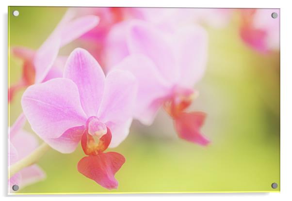 Pink Moth Orchid Acrylic by Martin Williams