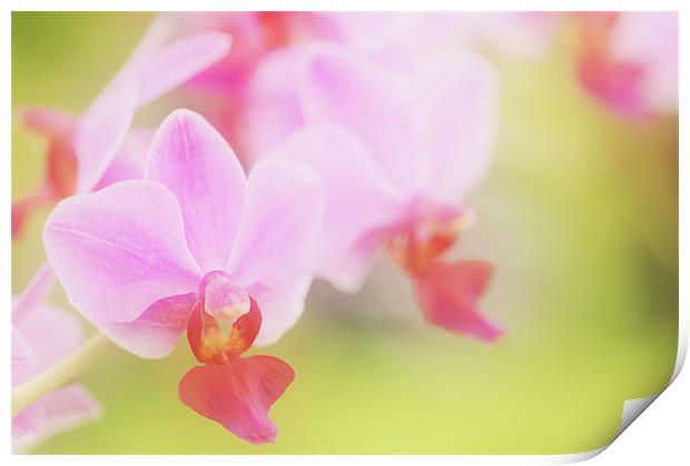 Pink Moth Orchid Print by Martin Williams