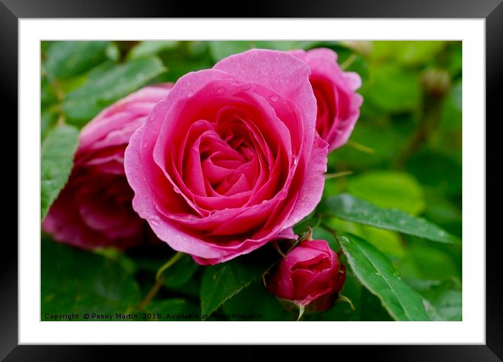 Large Pink Rose Framed Mounted Print by Penny Martin