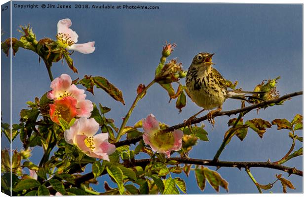 Meadow Pipit and roses Canvas Print by Jim Jones