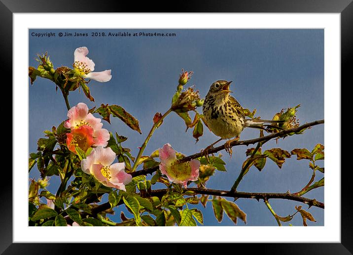 Meadow Pipit and roses Framed Mounted Print by Jim Jones