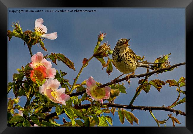 Meadow Pipit and roses Framed Print by Jim Jones