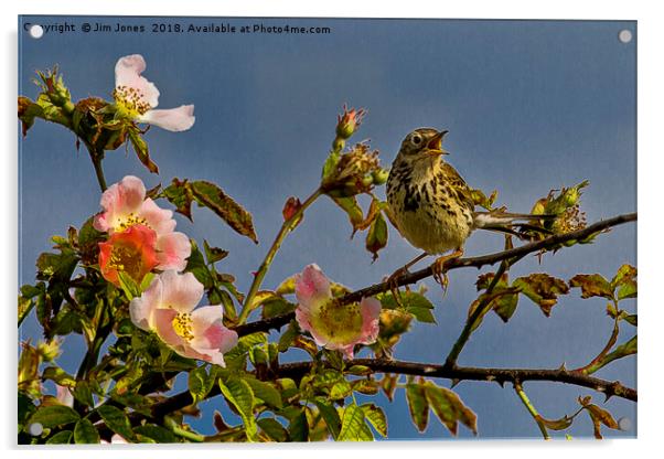 Meadow Pipit and roses Acrylic by Jim Jones