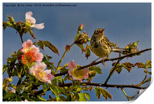 Meadow Pipit and roses Print by Jim Jones