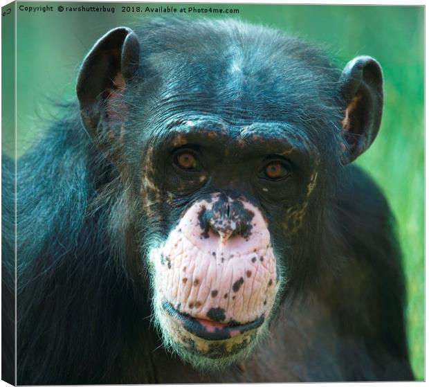 Rosie The Chimpanzee Canvas Print by rawshutterbug 