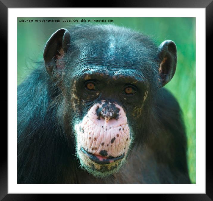 Rosie The Chimpanzee Framed Mounted Print by rawshutterbug 