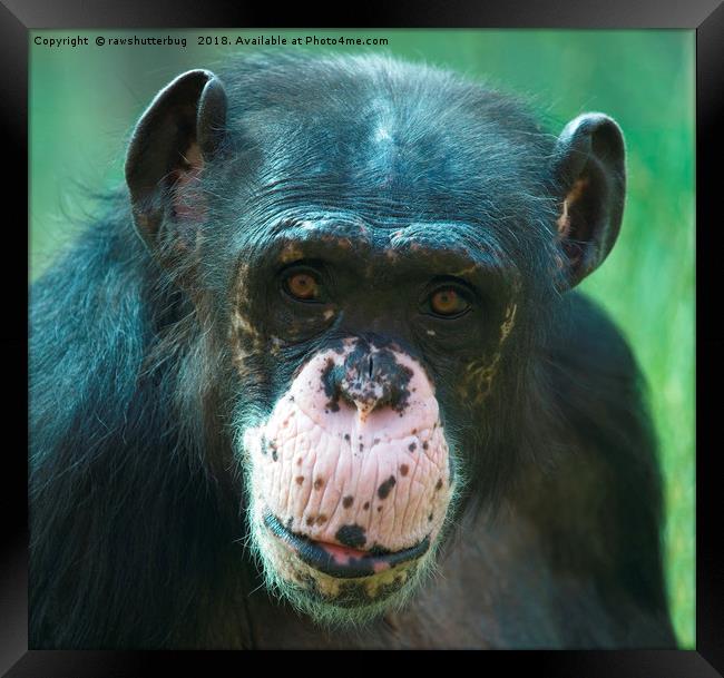 Rosie The Chimpanzee Framed Print by rawshutterbug 