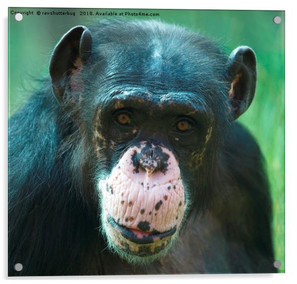 Rosie The Chimpanzee Acrylic by rawshutterbug 
