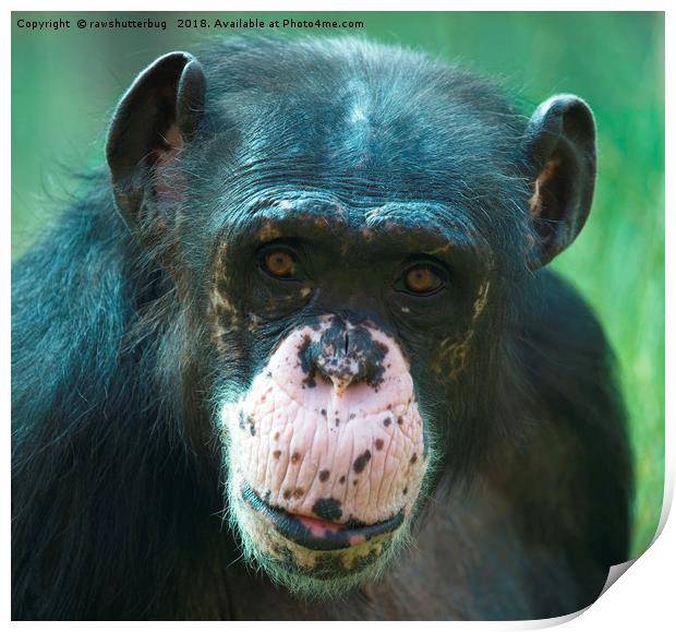 Rosie The Chimpanzee Print by rawshutterbug 