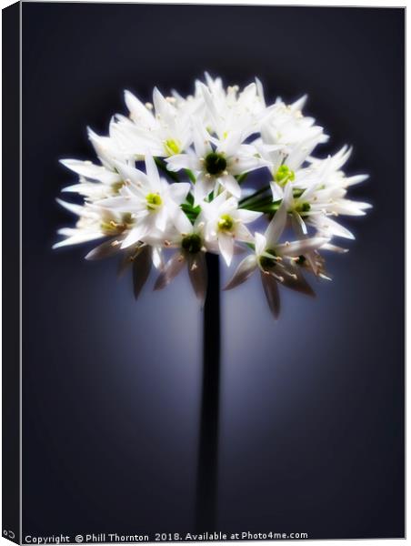 Wild Garlic flower Canvas Print by Phill Thornton